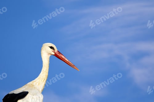 Preview: Cute Bird Stork. Isolated On Nature Background White Stork Ciconia Ciconia