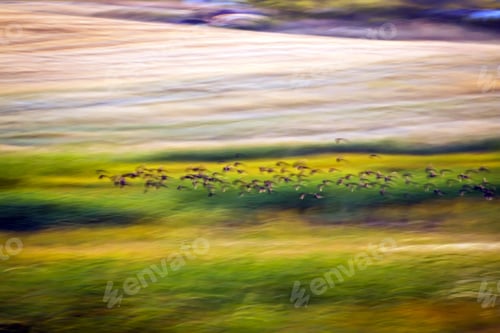Preview: Abstract Flock of Birds Over Verdant Green Field