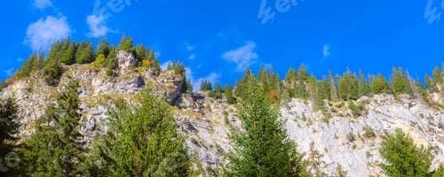 Preview: Bernese Alps Rocks And Green Pine Trees Banner, Switzerland, Europe