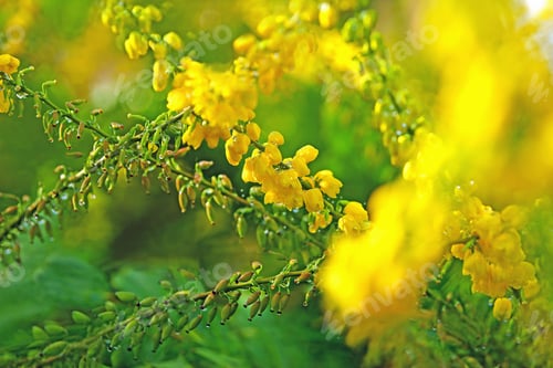 Preview: Mahonia Aquifolium, Selective Focus, The Oregon Grape, Is Staring To Bloom With Its Lovely And