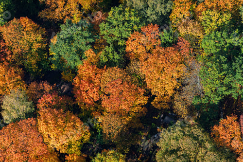 Preview: Aerial View Over The Colorful Trees In Autumn