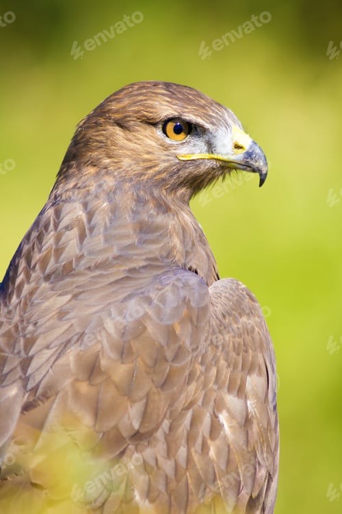 Preview: Bird Of Prey. Buzzard Portrait. Green Nature Background.