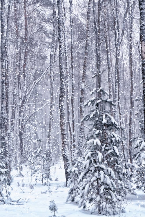 Preview: Forest In The Frost. Winter Landscape. Snow Covered Trees.