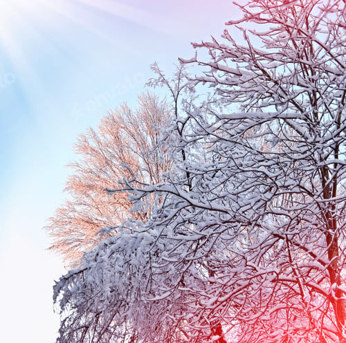 Preview: Blur. Frozen Winter Forest With Snow Covered Trees.