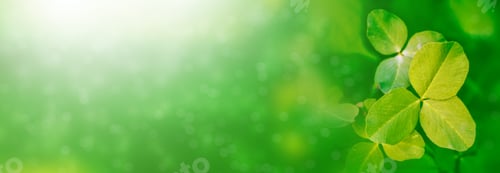 Preview: Green Clover Leaves On A Background Summer Landscape. St.Patrick 'S Day