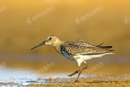 Preview: Coastal Bird. Colorful Nature Background. Common Water Bird: Curlew Sandpiper.