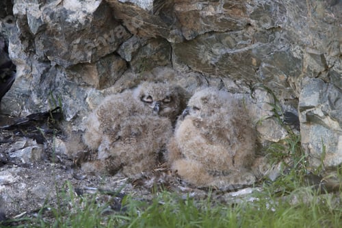 Preview: Young Eagle Owl, Saxony, Germany