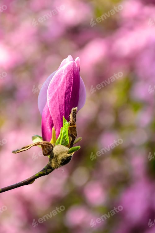 Preview: Magnolia Flowers Close Up On A Blur Green Grass And Leaves Background