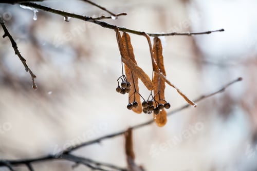 Preview: Snowing Landscape In The Park. Details On Linden Tree Branches