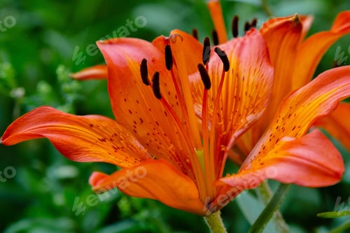 Preview: The Orange Flowers Are Asiatic Lilies (Asiatic Gybrids) In The Garden For Natural Background