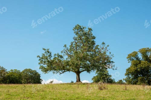 Preview: Tree On A Hill In The Summertime.