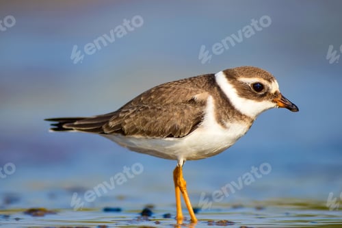 Preview: Cute Little Water Bird. Water And Sand Background. Bird: Common Ringed Plover. Charadrius Hiaticula.