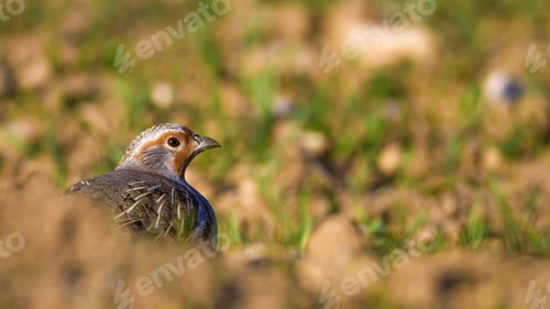 Preview: Wild Bird Partridge. Warm Colors Nature Background. Grey Partridge / Perdix Perdix