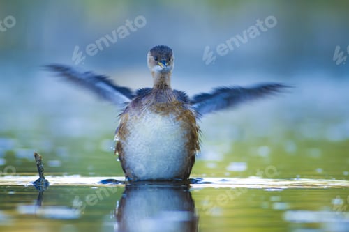 Preview: Cute Water Bird. Swimming Bird. Lake Background. Little Grebe. Tachybaptus Ruficollis.