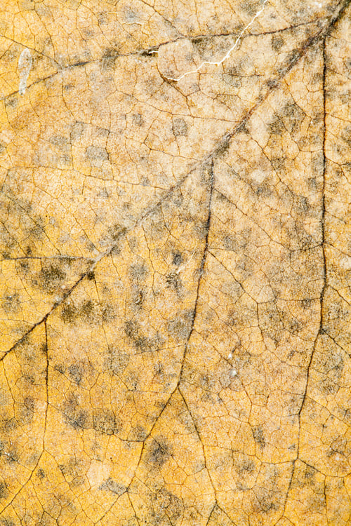 Preview: Autumnal Dried Leaves - Texture