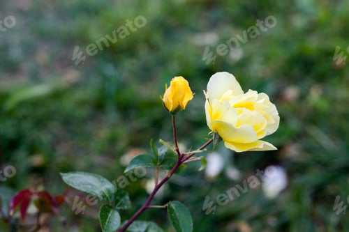 Preview: Colorful, Beautiful, Delicate Rose In The Garden