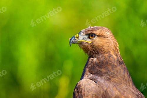 Preview: Bird Of Prey. Portrait Of Buzzard. Green Nature Background.