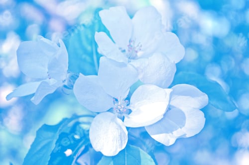 Preview: Blossoming Branch Apple. Bright Colorful Spring Flowers