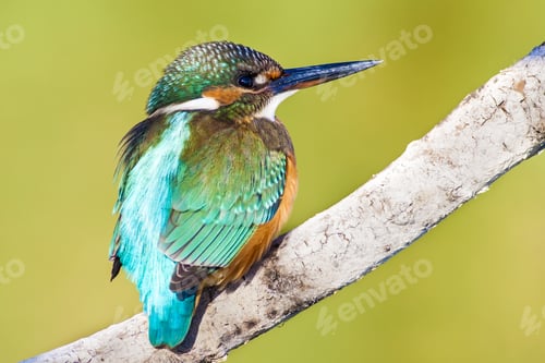 Preview: Cute Little Colorful Bird. Kingfisher. Green Yellow Nature Background. Bird: Common Kingfisher