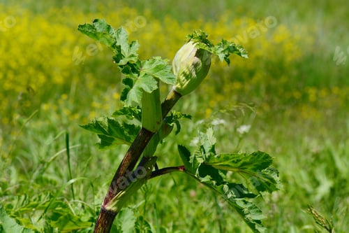 Preview: Plant Growing In The Field