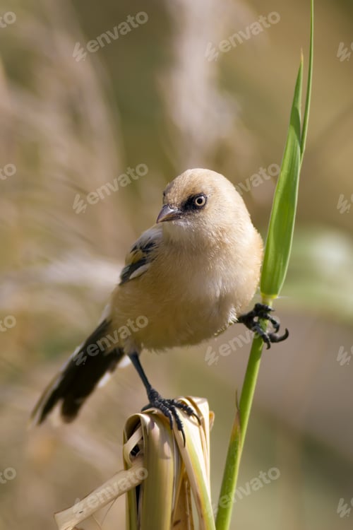Preview: Cute Little Bird. Yellow Green Nature Background. Bird: Bearded Reedling.