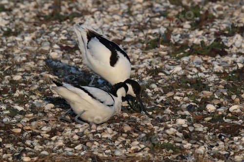 Preview: Pied Avocet, Recurvirostra Avosetta, Texel Holland