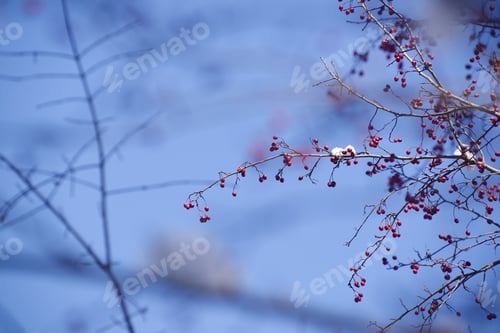 Preview: Common Hawthorn (Crataegus Monogyna) Over Blue Sky Background