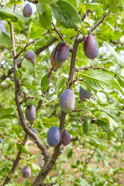 Preview: Close Up Of The Plums Ripe On Branch. Ripe Plums On A Tree Branch In The Orchard. View Of Fresh
