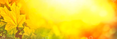 Preview: Autumn Landscape With Bright Colorful Leaves. Indian Summer.
