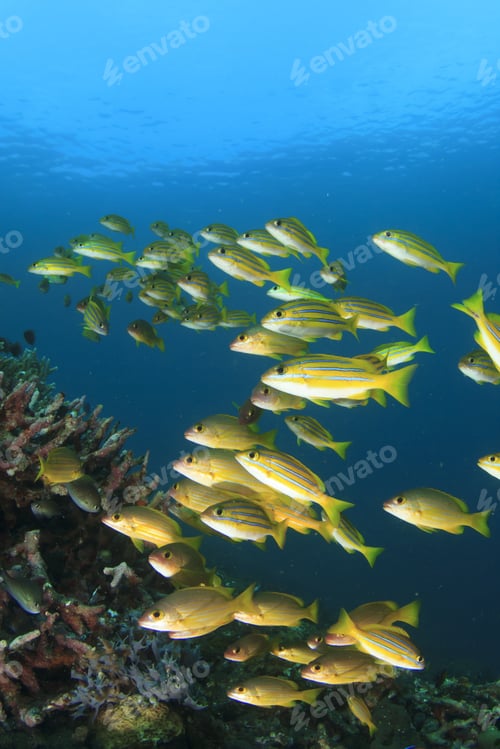 Preview: Shoal Yellow Snappers Fish In Ocean