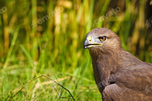 Preview: Bird Of Prey. Buzzard Portrait. Green Nature Background. Bird: Long Legged Buzzard. Buteo Rufinus.