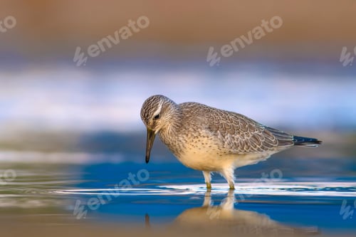 Preview: Water Bird And Habitat. Natural Background. Bird: Red Knot. Calidris Canutus.
