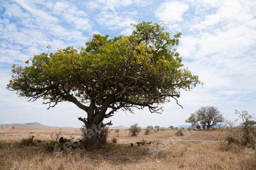 Preview: Serengeti National Park Landscape, Tanzania, Africa. African Panorama