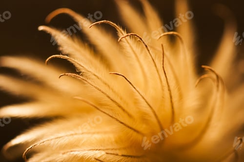Preview: Abstract Composition With Dried Clematis Seeds And Light