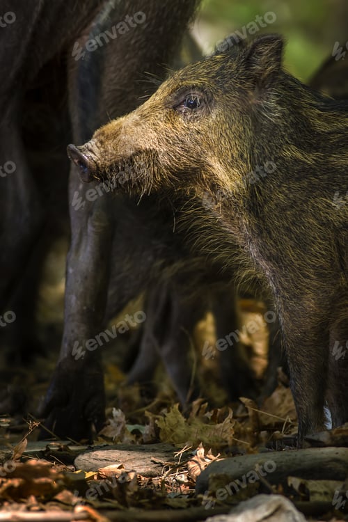 Preview: Baby Wild Boar. Forest Nature Background. Animal: Boar. Sus Scrofa.