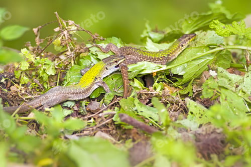 Preview: Lizards. Green Forest Background. Molting Lizards.