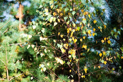 Preview: Autumn Colored Old Leaves On Blur Background In Wet Forest