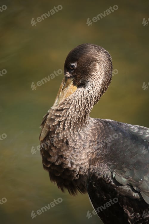 Preview: Young Black Stork (Ciconia Nigra) Saxony Germany