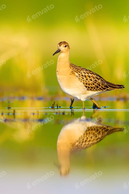 Preview: Cute Water Bird. Nature Background.