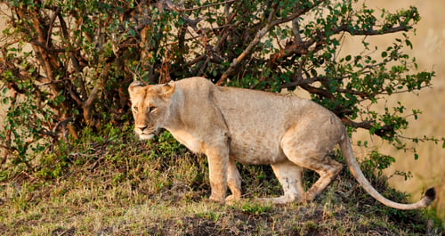 Preview: African Lioness In The Maasai Mara National Park, Kenya
