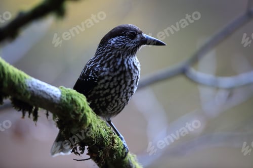 Preview: Spotted Nutcracker, Eurasian Nutcracker Black Forest Germany