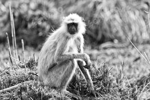 Preview: Gray Langur Also Known As Hanuman Langur In The Bandhavgarh National Park In India. Bandhavgarh Is