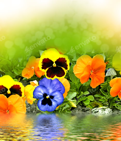 Preview: Spring Landscape. Beautiful Flowers Of Pansies On A Background Of Spring Park.