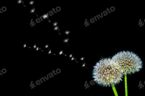 Preview: Fluffy Dandelion Flower Isolated On Black Background.
