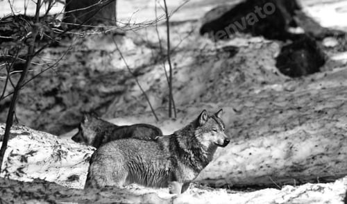 Preview: Gray (Or Grey) Wolves (Canis Lupus) In The Bayerischer Wald National Park In Bavaria, Germany.