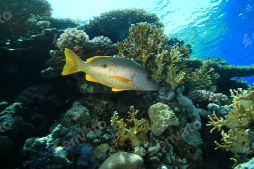 Preview: One Spot Snapper (Lutjanus Monostigma)