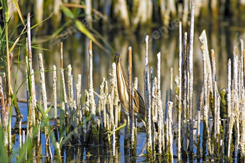 Preview: Squacco Heron, Ardeola Ralloides. Yellow Common Water Bird. Yellow Blue Nature Habitat Background.