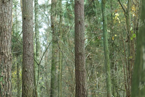 Preview: Close Up Of Trees Trunks In Fall Forest. European Forest Background.