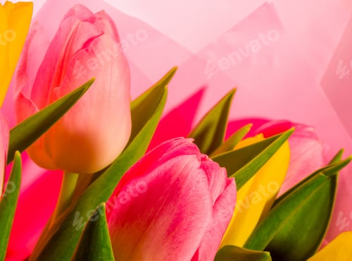 Preview: Background For A Greeting Card - A Bouquet Of Fresh Pink And Yellow Tulips