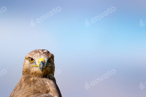 Preview: Bird Portait. Bird Of Prey. Blue Sky Background.